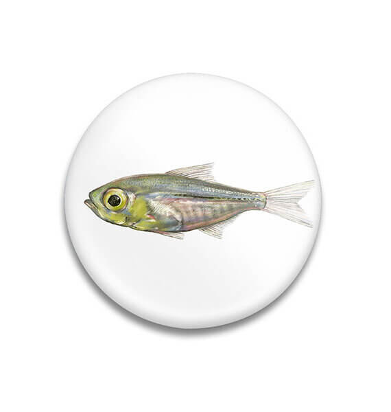 Decoratieve magneet Little Fish