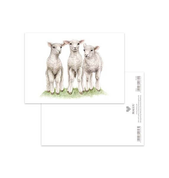 Ansichtkaart Little Lambs