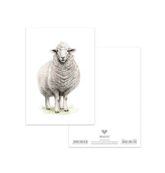 Ansichtkaart Woolly Sheep