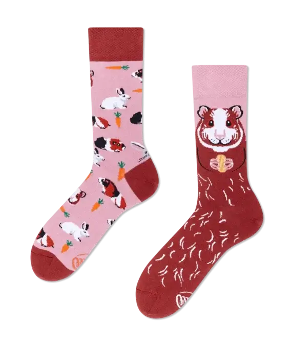 Miss Guinea Pig